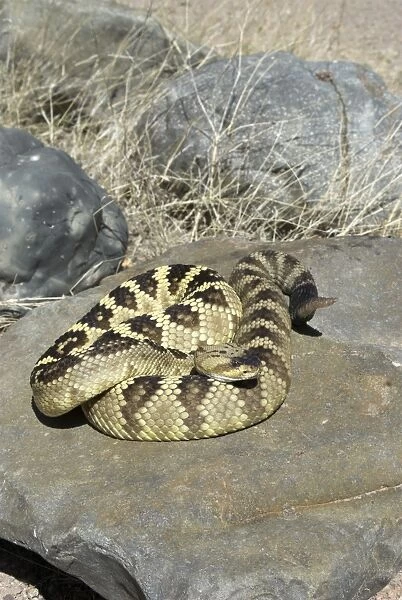 Black-tailed Rattlesnake On rock. Arizona USA
