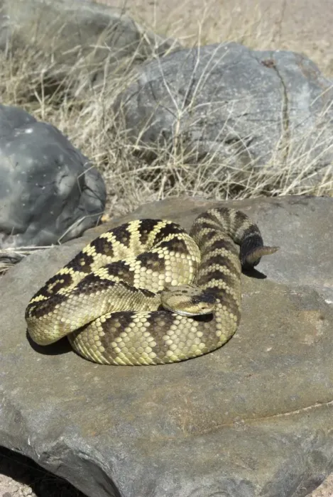 Framed Print : Black-tailed Rattlesnake On rock. Arizona USA Framed Print : Black-tailed Rattlesnake On rock. Arizona USA