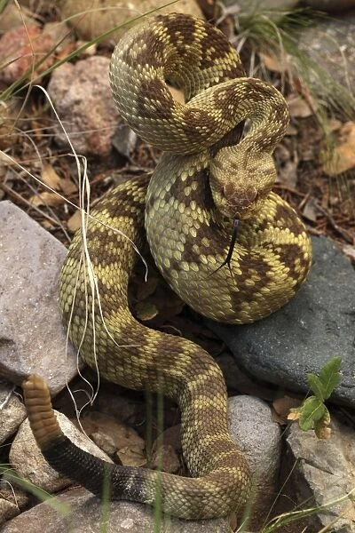 Black-tailed Rattlesnake - showing rattle - smelling or tasting the air with its tongue - Chiricahua Mountains - Arizona - USA - Distribution: Texas -New Mexico and Arizona into central Mexico