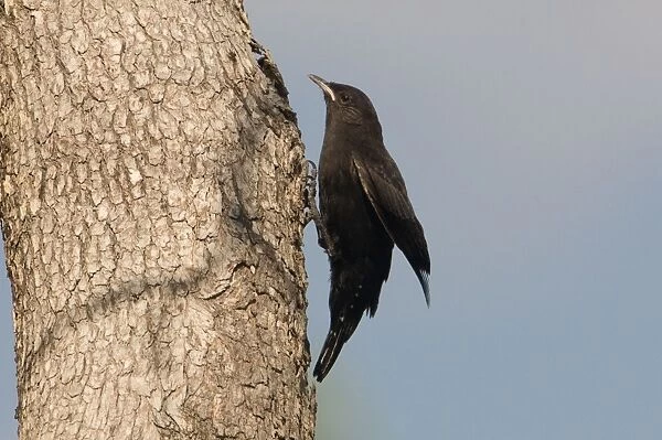 Black-tailed Treecreeper - A young male at Mt Barnett, Gibb River Road, Kimberley, Western Australia