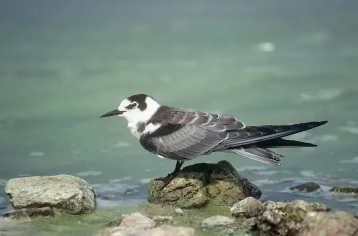 Framed Print : Black Tern Framed Print : Black Tern