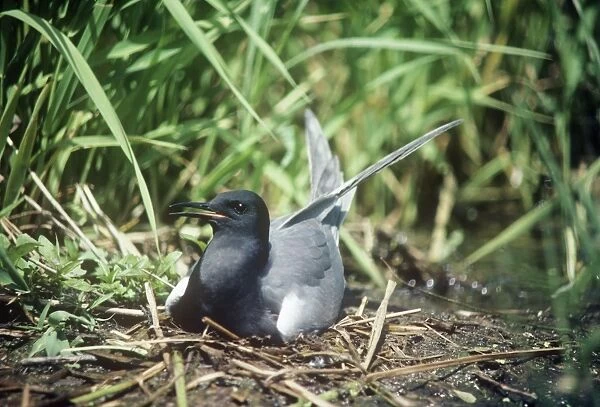 Black Tern - adult female on the nest  