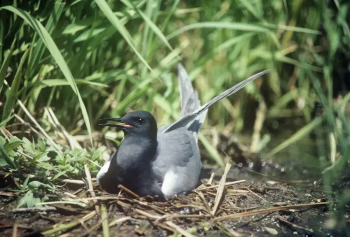 Framed Print : Black Tern - adult female on the nest Framed Print : Black Tern - adult female on the nest
