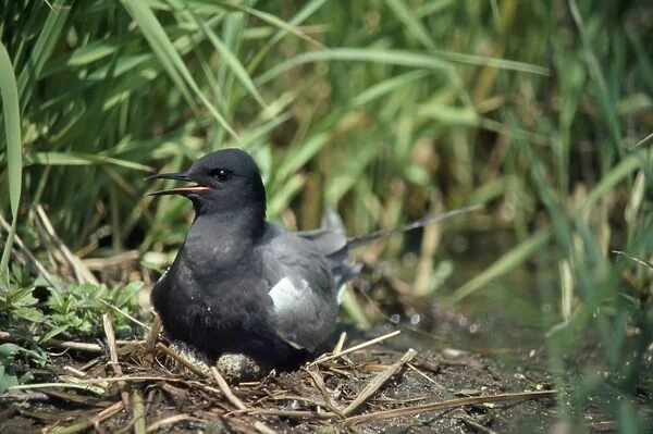 Black Tern - female on nest