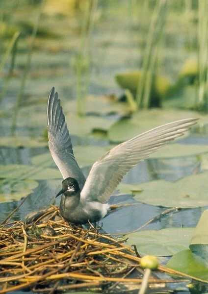 Black Tern - at nest with eggs