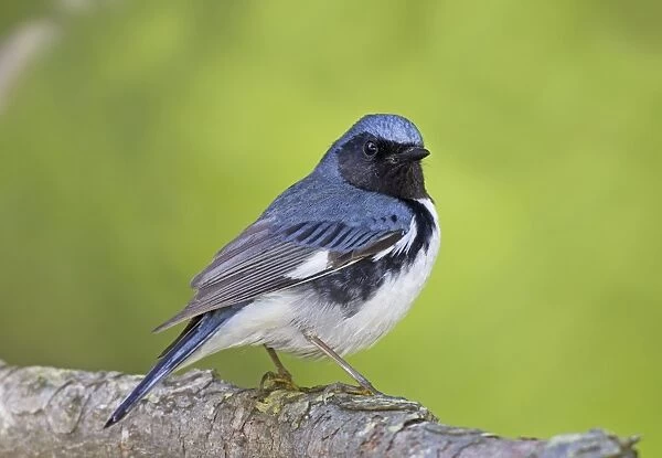 Black-throated Blue Warbler - adult male on territory in spring. May in Connecticut, USA