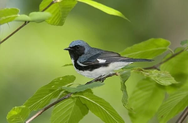 Black-throated Blue Warbler. CT USA in May