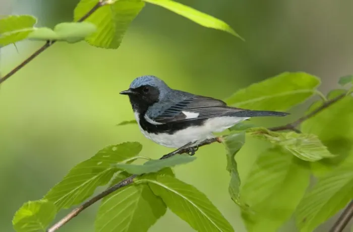 Framed Print : Black-throated Blue Warbler. CT USA in May Framed Print : Black-throated Blue Warbler. CT USA in May