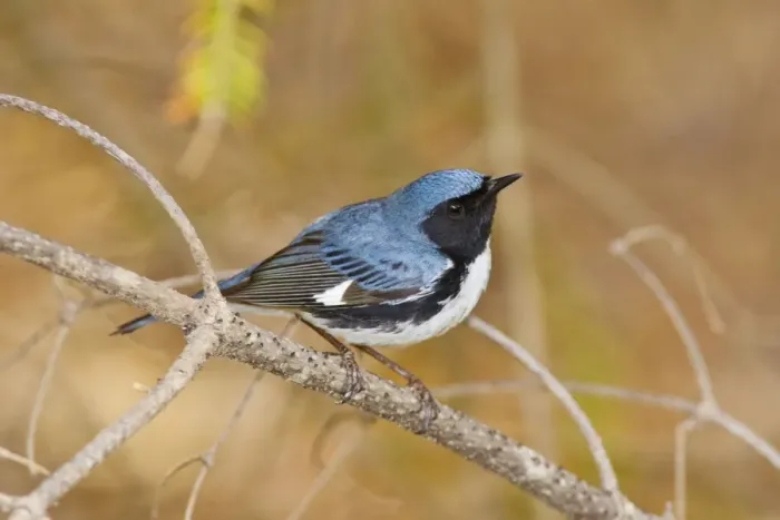 Framed Print : Black-throated Blue Warbler - Maine USA - May Framed Print : Black-throated Blue Warbler - Maine USA - May