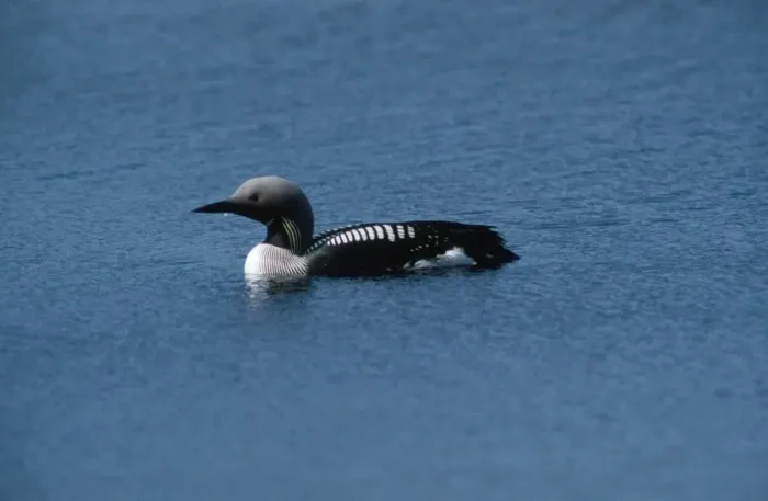 Framed Print : Black-throated Diver