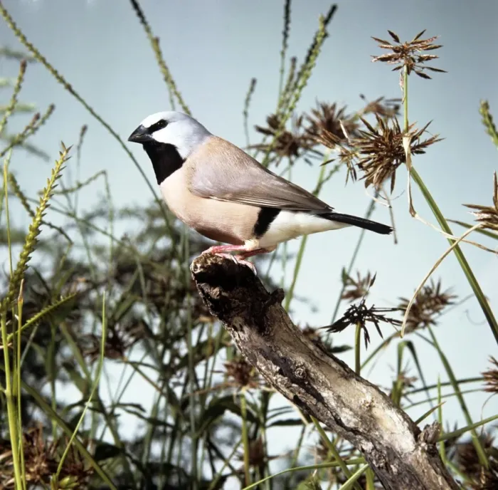 Framed Print : Black-throated Finch Framed Print : Black-throated Finch