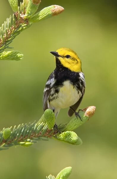 Black-throated Green Warbler. Maine USA in June