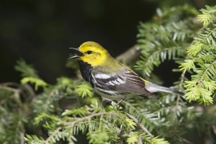 Framed Print : Black-throated Green Warbler - male in spring, CT, USA Framed Print : Black-throated Green Warbler - male in spring, CT, USA