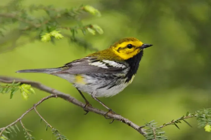 Framed Print : Black-throated Green Warbler - in spring CT USA Framed Print : Black-throated Green Warbler - in spring CT USA