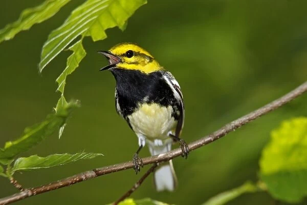 Black-throated Green Warbler - in spring CT USA
