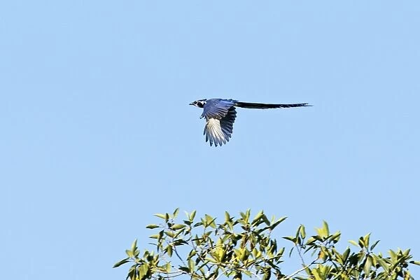 Black-throated Magpie-jay in flight. Bird of northwestern Mexico. Nayarit Mexico in April