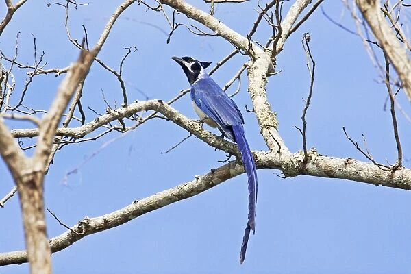 Black-throated Magpie-jayi. Bird of northwestern Mexico. Nayarit Mexico in March