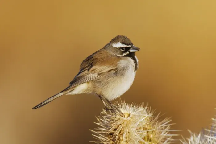 Framed Print : Black-throated Sparrow Framed Print : Black-throated Sparrow