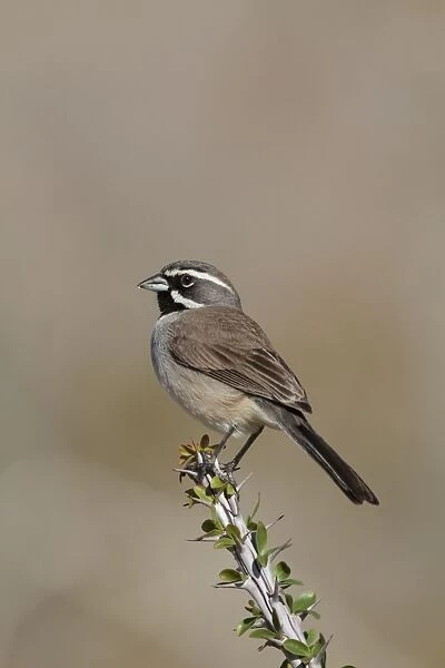 Black-throated Sparrow. California in January. USA