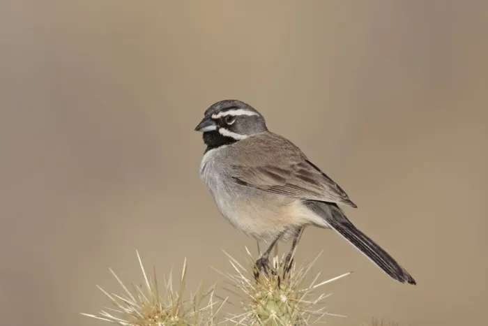 Framed Print : Black-throated Sparrow. California in January. USA Framed Print : Black-throated Sparrow. California in January. USA