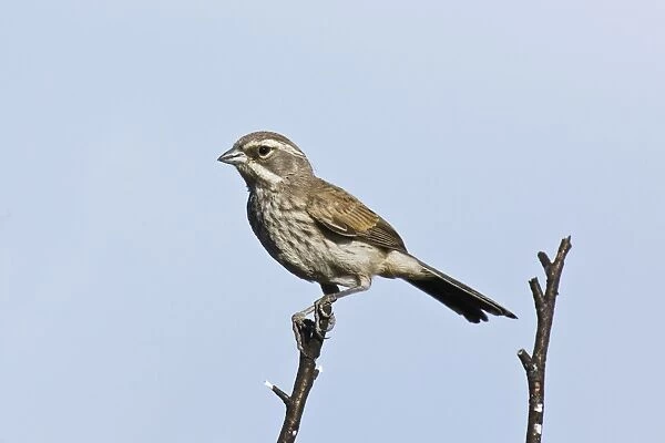 Black-throated Sparrow - Immature. Madera Canyon, Arizona, USA, July