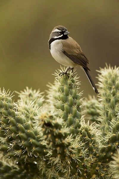 Black-throated Sparrow - Perched on cholla cactus - Also known as the 'Desert Sparrow' in the Southwest - Live in the driest and hottest cactus and sagebrush desert - Range from NW Nevada and S