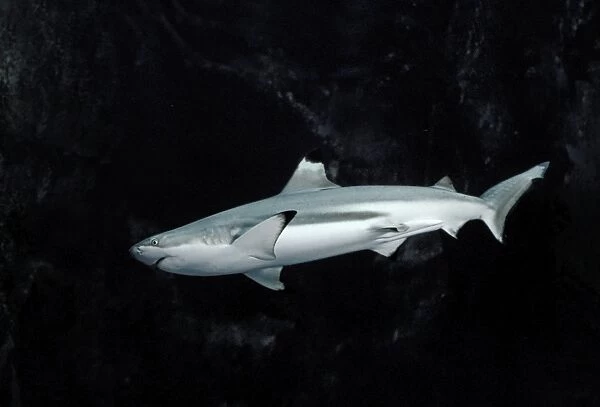 Black-tip  /  blacktip Reef Shark