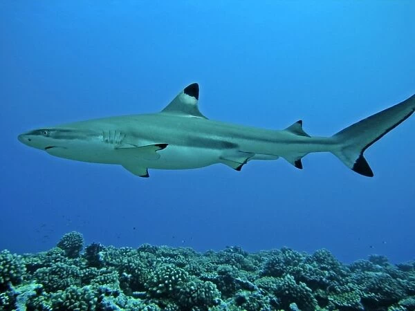 Black Tip reef shark - considered harmless to man these sharks are found in shallow water around coral reefs. Moorea French Polynesia, Indo Pacific
