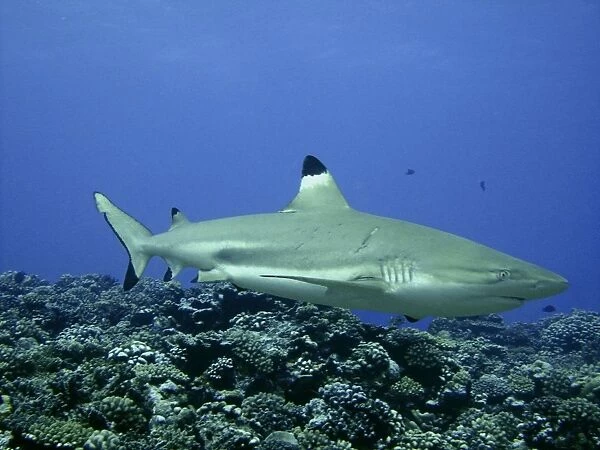 Black Tip Reef Shark Female with recent mating scars Moorea, French Polynesia