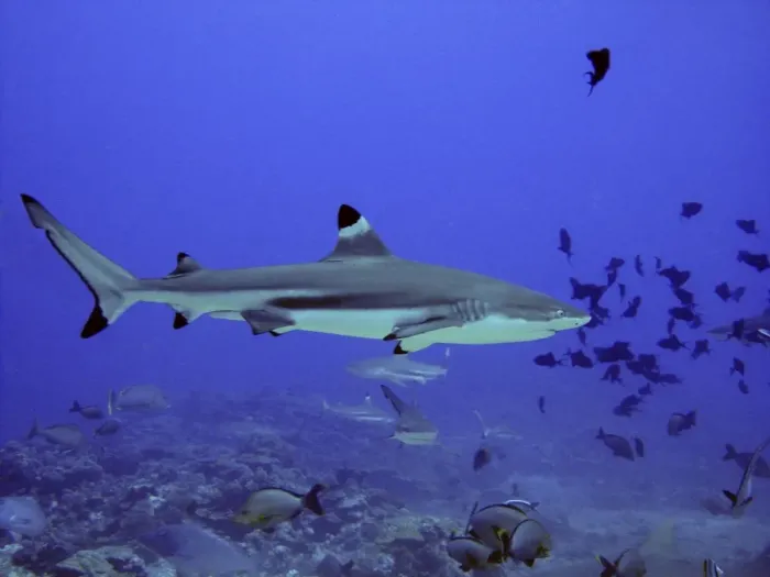Framed Print : Black Tip Reef Shark Swimming through fish Moorea, French Polynesia Framed Print : Black Tip Reef Shark Swimming through fish Moorea, French Polynesia