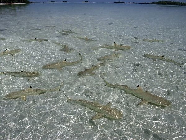 Black Tip reef sharks - Baby Black Tip reef sharks stay in the safety of very shallow water until big enough to evade preditors. The Blue Lagoon, french Polynesia