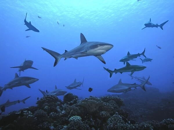 Black Tip reef sharks - Female Black Tip, Most of the sharks picured are female. Tumotos, French Polynesia, Indo Pacific