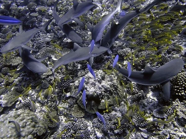 Black Tip reef sharks - These harmless sharks are following divers Valerie Taylor and Guillaume Vilcot hoping for a free feed. Moorea French Polynesia