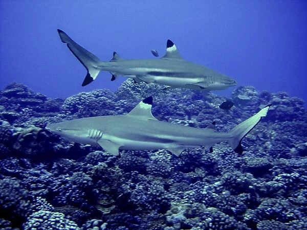 Black Tip Reef Sharks Males swimming along reef edge Moorea, French Polynesia