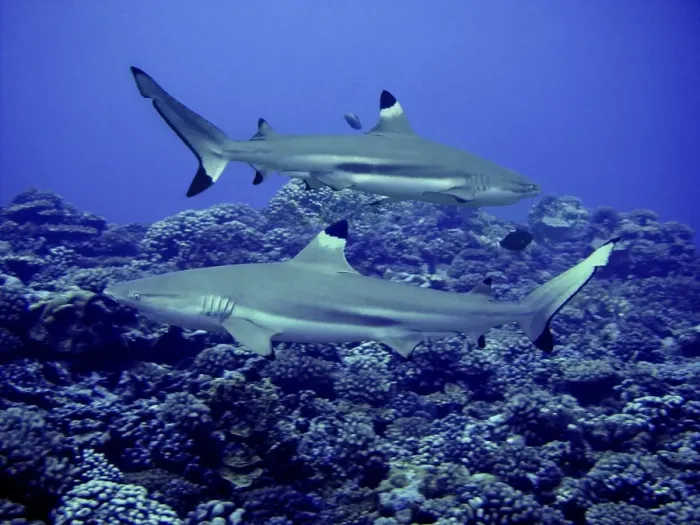 Framed Print : Black Tip Reef Sharks Males swimming along reef edge Moorea, French Polynesia Framed Print : Black Tip Reef Sharks Males swimming along reef edge Moorea, French Polynesia