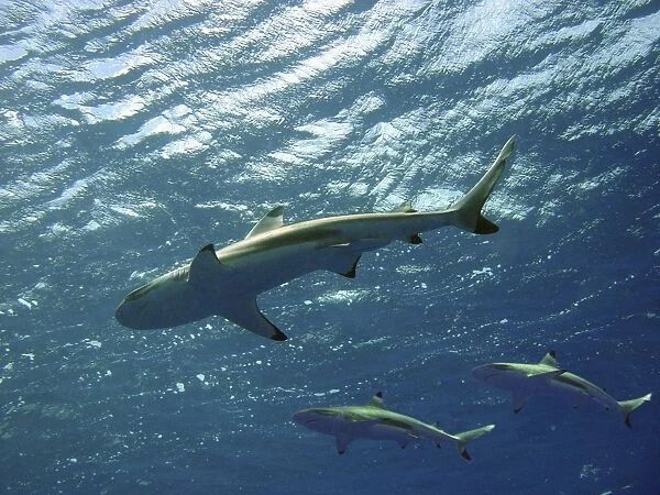 Black Tip Reef Sharks Underwater, swimming overhead Moorea, French Polynesia