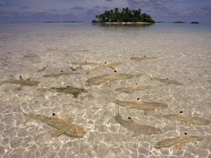 Framed Print : Black Tip reef sharks - In water so shallow they stir up the sand, these baby sharks are safe from larger preditors which can include their parents The Blue Lagoon, French Polynesia, Indopacific Framed Print : Black Tip reef sharks - In water so shallow they stir up the sand, these baby sharks are safe from larger preditors which can include their parents The Blue Lagoon, French Polynesia, Indopacific