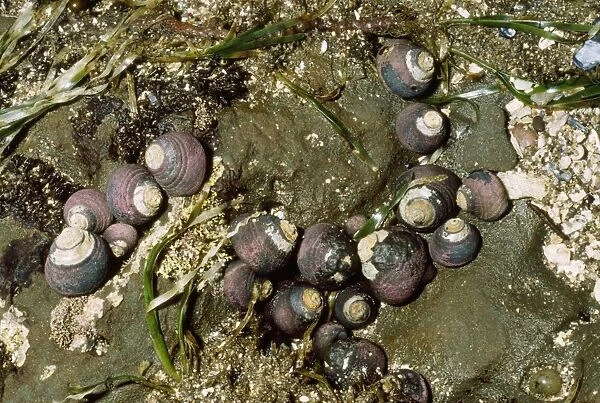 Black Turban Sea Snail Moss beach, California, USA