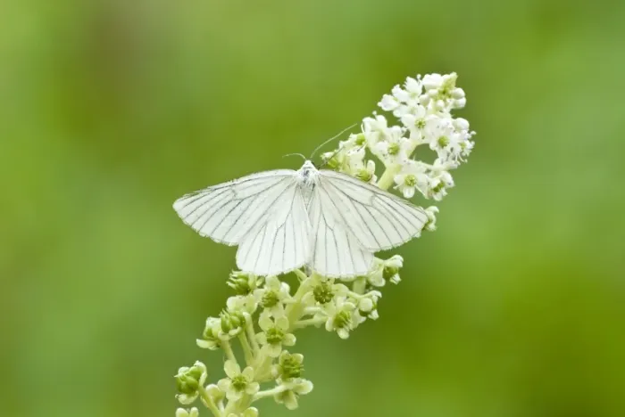 Framed Print : Black-veined moth - Bukk National Park - Hungary Framed Print : Black-veined moth - Bukk National Park - Hungary