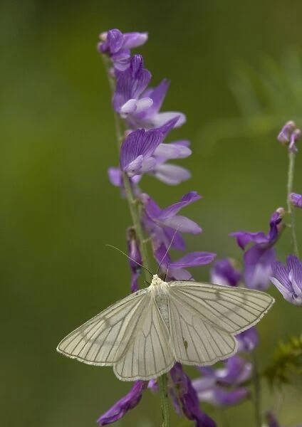 Black-veined moth. Very rare in UK