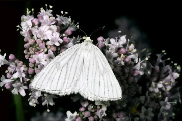 Framed Print : Black-Veined Moth - very rare in the UK Framed Print : Black-Veined Moth - very rare in the UK