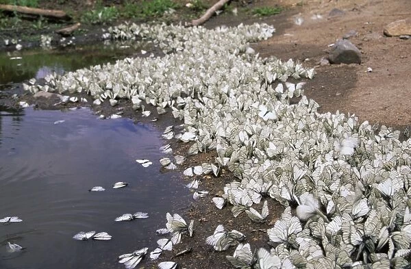 Black-veined White Butterflies - mass concentration near a puddle, rare but very charasteristic for this species quantity 'explosion' June; South Tuva, Russia Tu32. 3082