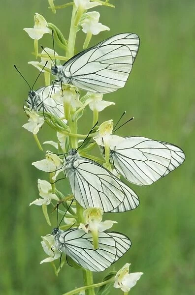 Black-Veined White Butterflies - x five on flower