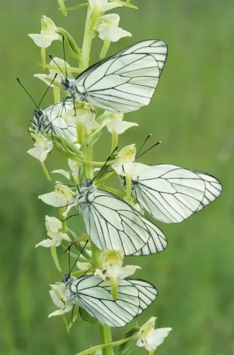 Framed Print : Black-Veined White Butterflies - x five on flower Framed Print : Black-Veined White Butterflies - x five on flower