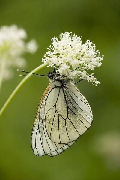 Black-veined White butterfly (Aporia crataegi)