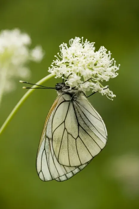 Framed Print : Black-veined White Butterfly (Aporia crataegi), Pyrenees, Spain Framed Print : Black-veined White Butterfly (Aporia crataegi), Pyrenees, Spain