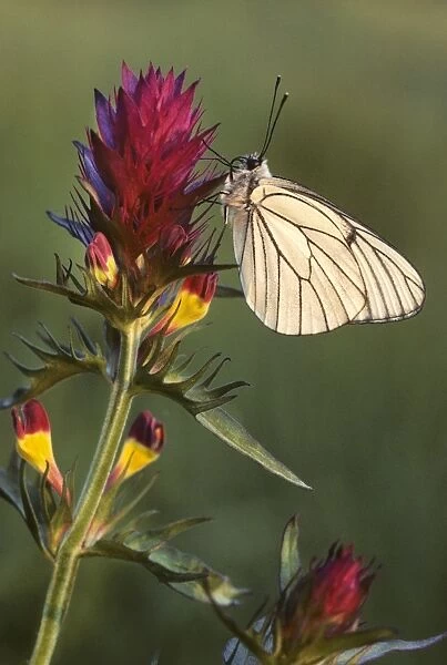 Black-veined White Butterfly - on Field cow-wheat (Melampyrum arv) - France