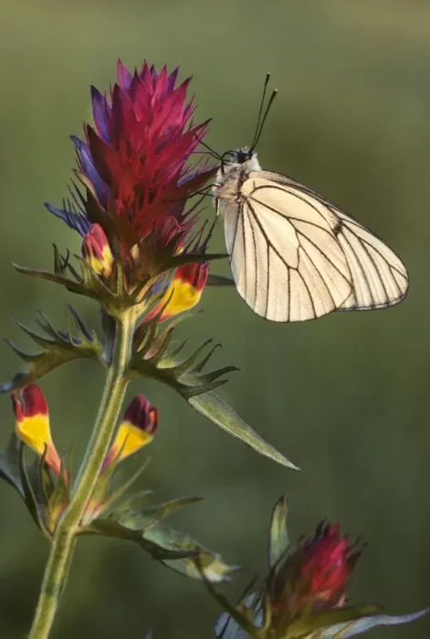 Framed Print : Black-veined White Butterfly - on Field cow-wheat (Melampyrum arv) - France