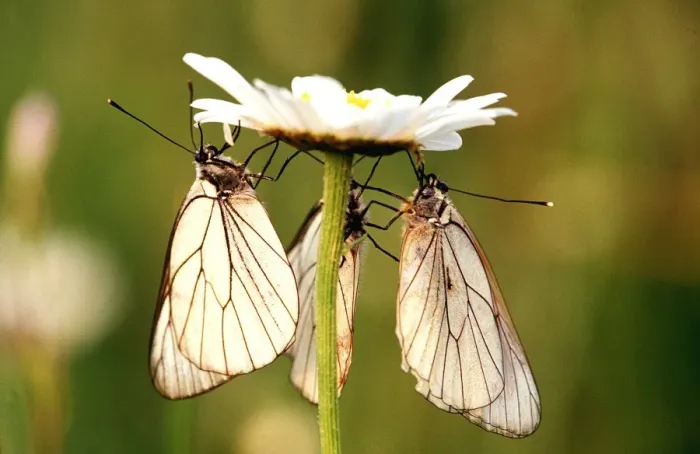 Framed Print : BLACK-VEINED WHITE BUTTERFLY - Three on flower Framed Print : BLACK-VEINED WHITE BUTTERFLY - Three on flower
