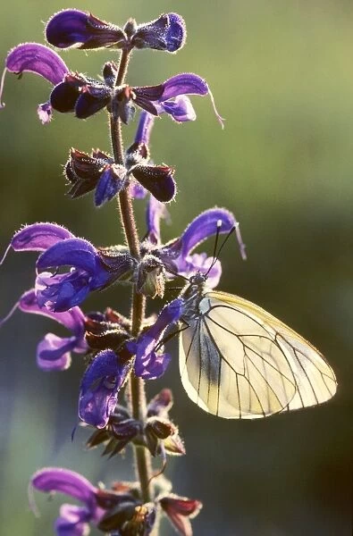 Black-veined White Butterfly - on Meadow Clary  /  Meadow Sage (Salvia pratens) - France
